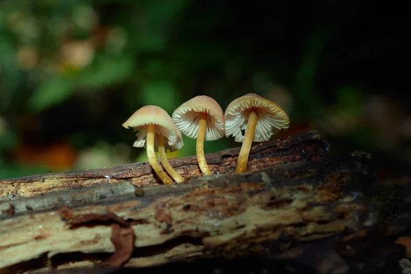 Cogumelos Toadstool Toco Podre Floresta Close — Fotografia de Stock