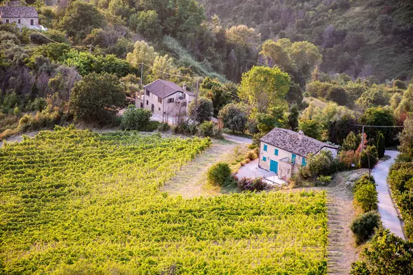 Paisaje Rural Umbría Italia Con Casas Viñedos —  Fotos de Stock