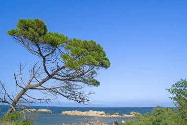 Kosta Brava 'da Sant Marti d' Empuries (L 'Escala) plajı, Güller Körfezi, Katalonya, İspanya