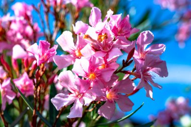 Oleander flower in Italy in summer clipart