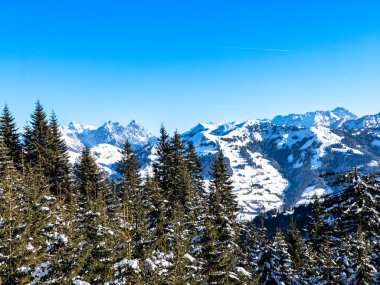 Avusturya Alplerinde kışın dağ yolu, Kitzbuhel Kitzbuhel yol tabelası, karlı köknar ağacı