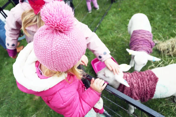 Girl feeding a little sheep or lamb  on a kids farm at a local village fete or fayre