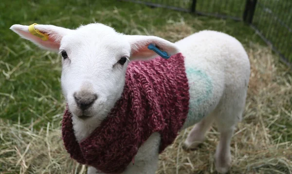 Lamb Village Fayre Uke Fete Petting Zoo Wearing Wooly Knitted —  Fotos de Stock
