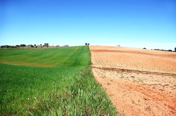 Landbouwveldlandschap Ten Zuiden Van Portugal — Stockfoto