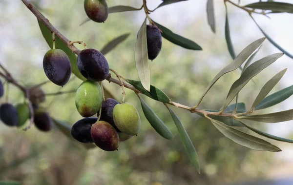 Olives Fruit Hanging Green Branch — Stock Photo, Image
