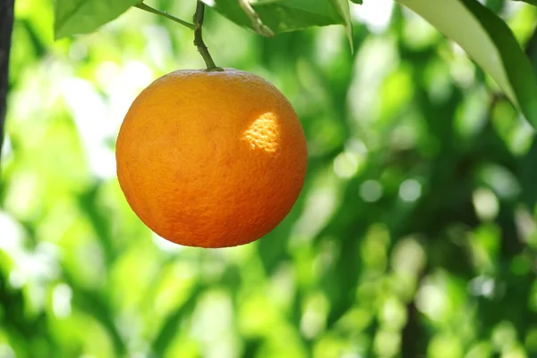 Primer Plano Fruta Naranja Que Cuelga Rama — Foto de Stock