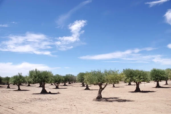 Olivenbaum Süden Portugals Stockbild