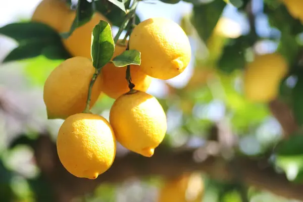 Gelbe Zitronen Hängen Ast lizenzfreie Stockbilder
