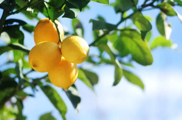 Жовті Лимони Звисають Гілці Стокове Фото