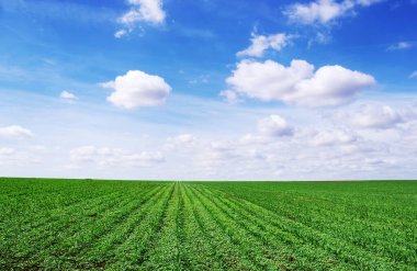 Portekiz 'in güneyinde Green Cornfield