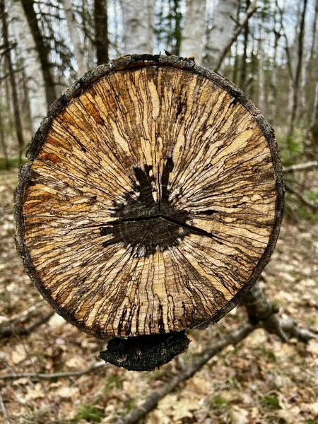 Spelevend Cut Log Forest — стоковое фото