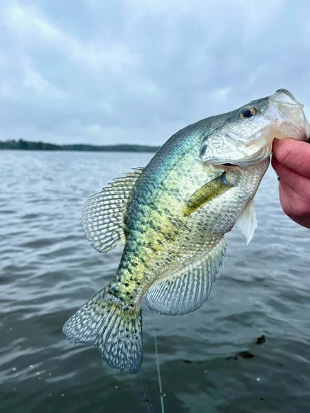 Fisherman Holds Big Crappie Lake Background Royalty Free Stock Images