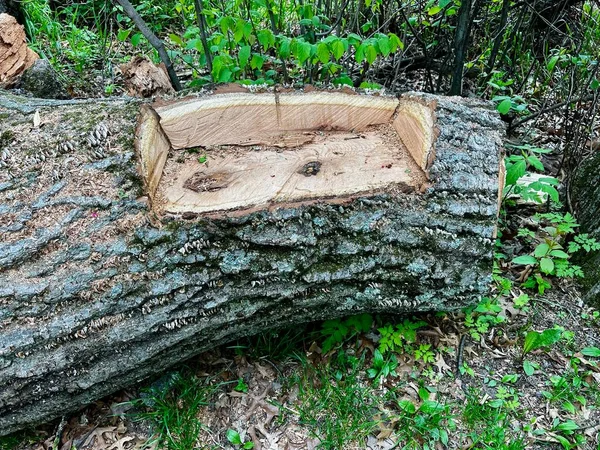 Скамейка Пеших Туристов Вырезанная Срубленного Дерева Бензопилой — стоковое фото