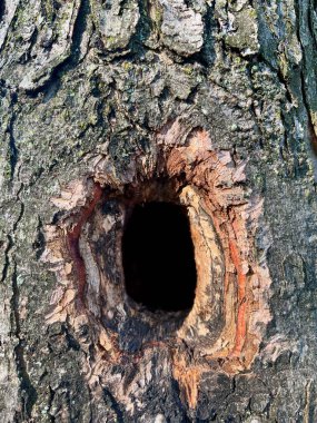 Eski bir meşe ağacında hayvan düğümü deliği