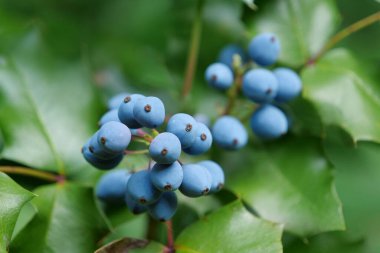Oregon Üzüm Kökü veya Mahonia aquifolium veya Mahonia 'nın Mavi Meyveleri veya Holly' nin yapraklı böğürtlenleri. Fotoğraf Ukrayna, Kyiv 'deki botanik bahçesinden.