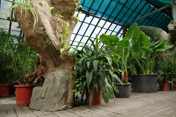 Grandes Plantas Tropicais Verdes Cresce Vasos Flores Hothouse Estabelecimento Horticultural — Fotografia de Stock