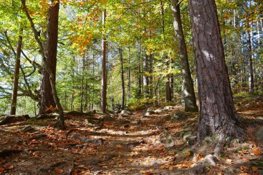 İnanılmaz güzel bir sonbahar karışık ormanı