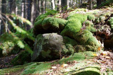 Ormanda güzel yeşil yosun