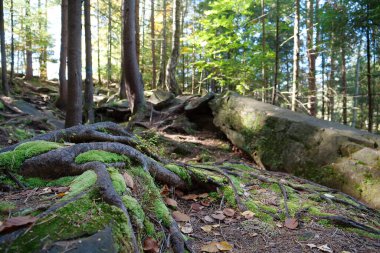 Very beautiful wildlife, forest, rocks, green moss covered ground and setting sun. Dovbush path - route through wooded mountain slopes. Dovbush Rocks near Yaremche city, Ukraine