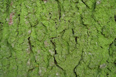 Green moss on rind of tree