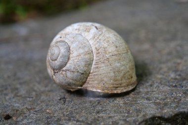 White shell on a stone