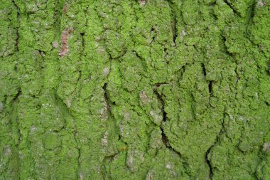 Ağaçtaki yeşil yosun