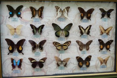 KYIV, UKRAINE, JULE 14, 2022: Collection of rare butterflies from different countries in the botanical garden in Kyiv