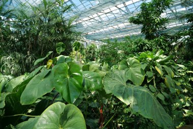Beautiful green plants grows in hothouse. Healthy green trees in greenhouse, ecological balance and development of planet, natural clean production and nutrition. Protection of rare plant species