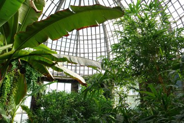 Live green tropical plants in conservatory, ecological development of planet, protection and safe of rare plant species