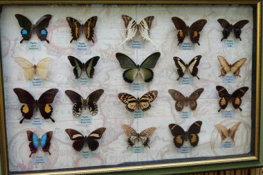 KYIV, UKRAINE, JULE 14, 2022: Collection of rare butterflies from different countries in the botanical garden in Kyiv