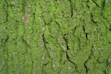 Ağaçtaki yeşil yosun