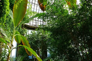 Serada yeşil bitkiler yetişiyor. Güneş bitkilerin üzerinde parlıyor. Bitkilerde fotosentez. Yeni bitki çeşitleri yetiştirmek. Nadir bitki türlerinin korunması. Sağlıklı yeşil ağaçlar, tarım bilimsel araştırmaları