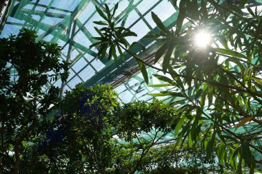 Healthy green trees grows in greenhouse, ecological balance of planet, natural clean production and nutrition