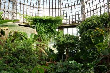 Green plants grows in hothouse. Protection of rare plant species. Healthy green trees in greenhouse, ecological balance and development of planet, natural clean production and nutrition