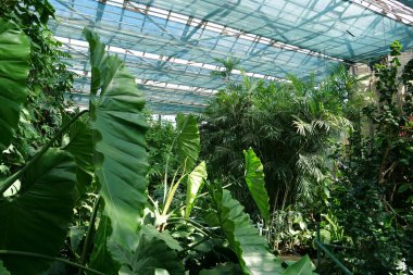 Beautiful green plants grows in hothouse. Healthy green trees in greenhouse, ecological balance and development of planet, natural clean production and nutrition. Protection of rare plant species