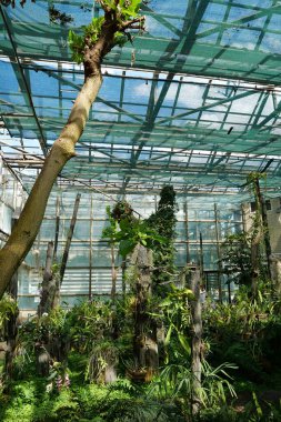 Green plants grows in greenhouse. Cultivation and protection of rare plant species listed in the Red Book. Green trees in hothouse, environmental safety and reliability