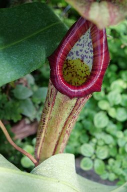Nepenthes - genus of carnivorous plants, also known as tropical pitcher plants, or monkey cups, in monotypic family Nepenthaceae