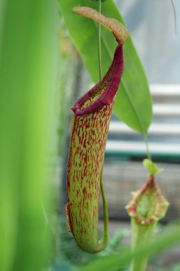 Nepenthes - genus of carnivorous plants, also known as tropical pitcher plants, or monkey cups, in monotypic family Nepenthaceae