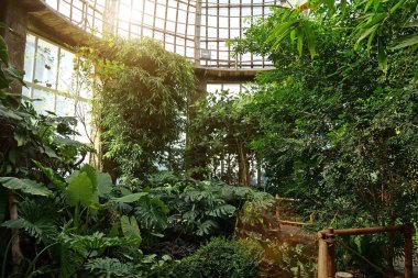 Serada yeşil bitkiler yetişiyor. Güneş bitkilerin üzerinde parlıyor. Bitkilerde fotosentez. Yeni bitki çeşitleri yetiştirmek. Nadir bitki türlerinin korunması. Sağlıklı yeşil ağaçlar, tarım bilimsel araştırmaları