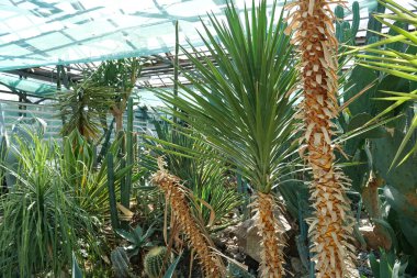 Beautiful green plants grows in hothouse. Healthy green trees in greenhouse, ecological balance and development of planet, natural clean production and nutrition. Protection of rare plant species