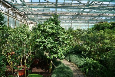 Beautiful green plants grows in hothouse. Healthy green trees in greenhouse, ecological balance and development of planet, natural clean production and nutrition. Protection of rare plant species