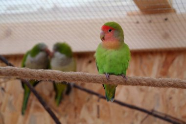One parrot with red and green feathers sits on rope. Two other parrots kisses behind his back. Marital infidelity or adultery, unshared love