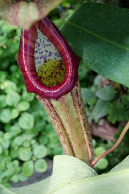 Nepenthes - genus of carnivorous plants, also known as tropical pitcher plants, or monkey cups, in monotypic family Nepenthaceae