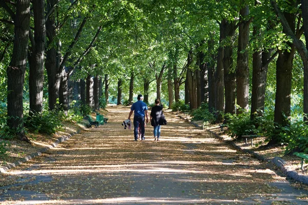 男と女が木々の間の公園の美しい路地に沿って歩く 道路上に黄色の紅葉 — ストック写真