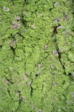 Green moss on rind of tree