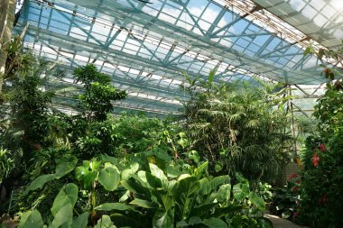 Bitkilerde fotosentez. Serada yeşil bitkiler yetişiyor. Güneş bitkilerin üzerinde parlıyor. Yeni bitki çeşitleri yetiştirmek. Nadir bitki türlerinin korunması. Sağlıklı yeşil ağaçlar, tarım bilimsel araştırmaları