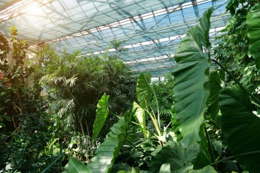 Green plants grows in greenhouse, luminous with sunlight. Photosynthesis in plants. Sun shines on plant. Breeding new plant varieties. Protection of rare plant species. Agriculture scientific research