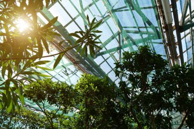 Sun shines on plants in greenhouse. Photosynthesis in plants. Breeding new plant varieties. Protection of rare plant species. Healthy green trees in hothouse, agriculture scientific research