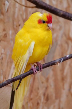 Beautiful small parrot with colorful yellow and red feathers sits on a branch