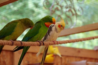 Multi-colored parrots sit on a rope in aviary